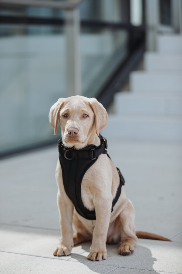 Neo. Hundegeschirr in schwarz