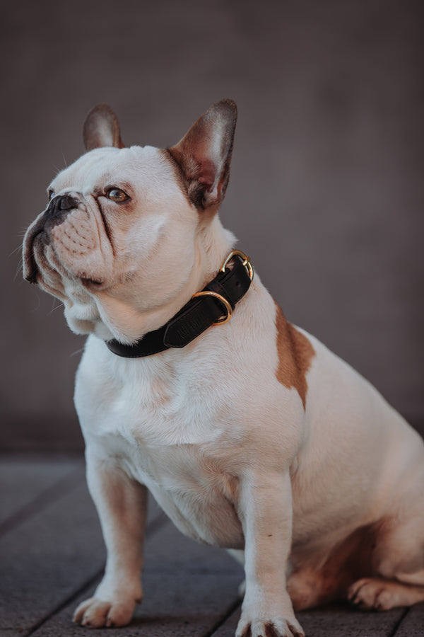 Hundehalsband aus Leder Luxury Line in schwarz