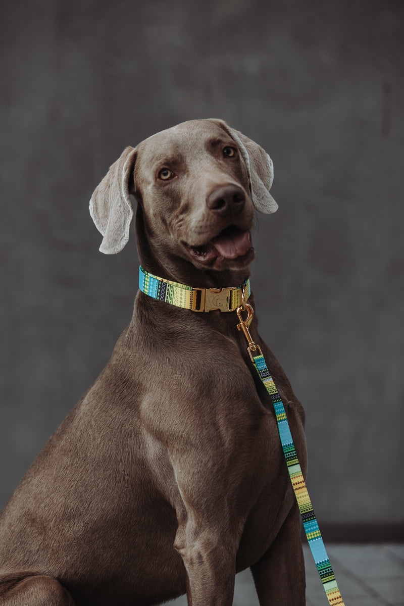 THE GOLD EDITION Set No.1 Hundehalsband und Leine