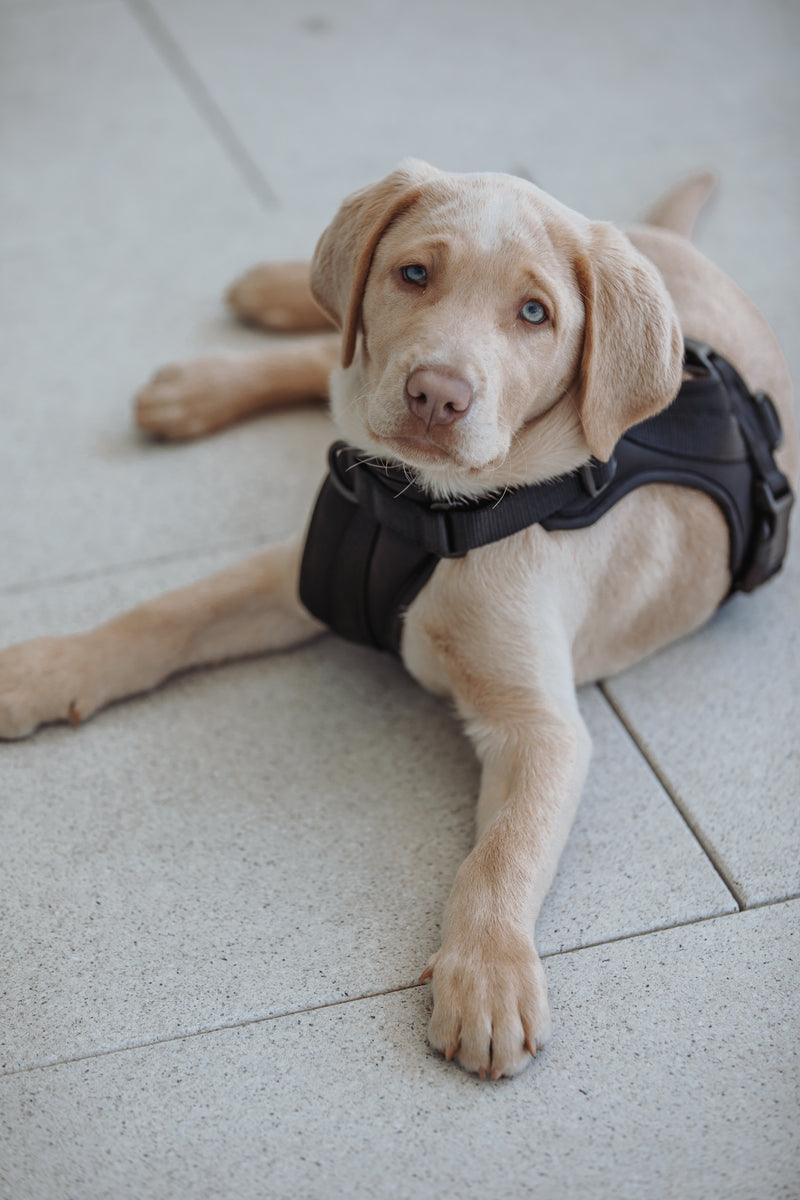 Neo. Set Hundegeschirr und Leine in schwarz