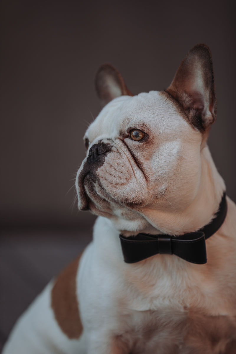 Hundehalsband aus Leder Luxury Line Set mit Schleife in schwarz