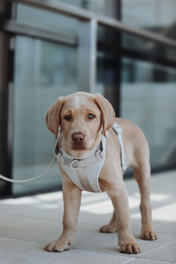 Neo. Set Hundegeschirr und Leine in grau