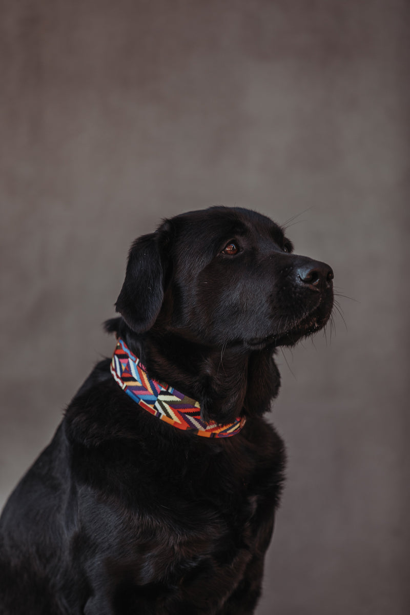 BoHo-Chic </p> Hundehalsband rainbow
