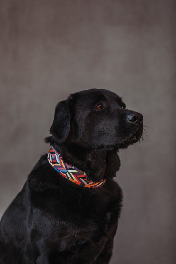 BoHo-Chic </p> Set Hundehalsband und Leine rainbow