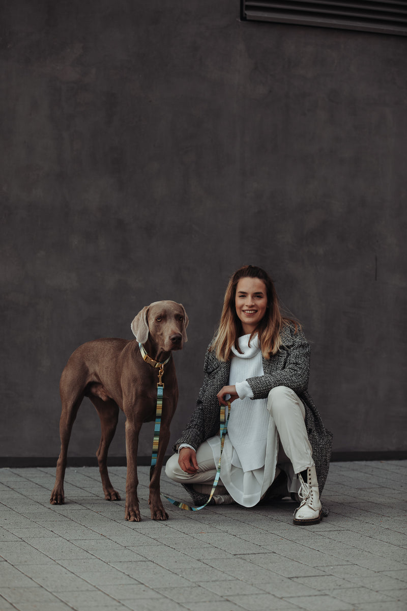 THE GOLD EDITION Set No.1 Hundehalsband und Leine