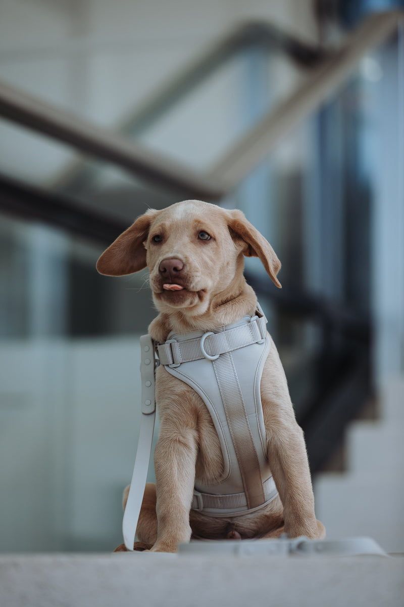 Neo. Hundegeschirr in grau