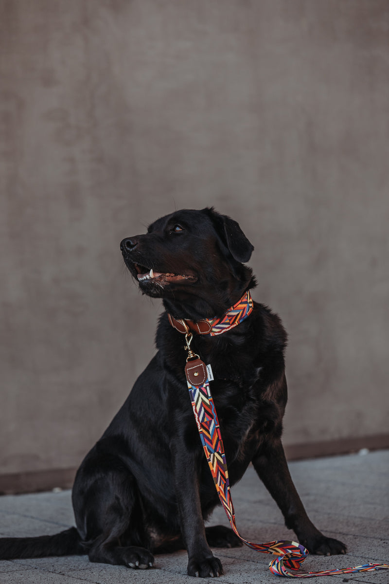 BoHo-Chic </p> Hundehalsband rainbow