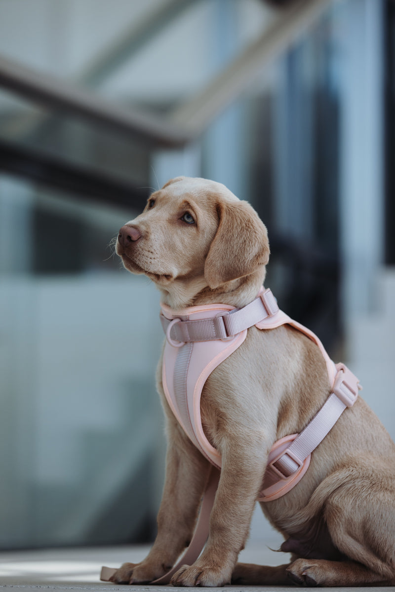 Neo. Hundegeschirr in rosa