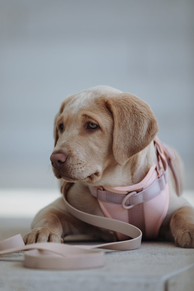 Neo. Hundegeschirr in rosa