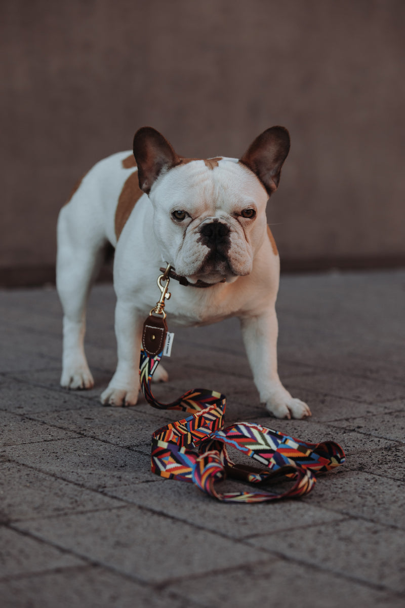 BoHo-Chic </p> Set Hundehalsband und Leine rainbow