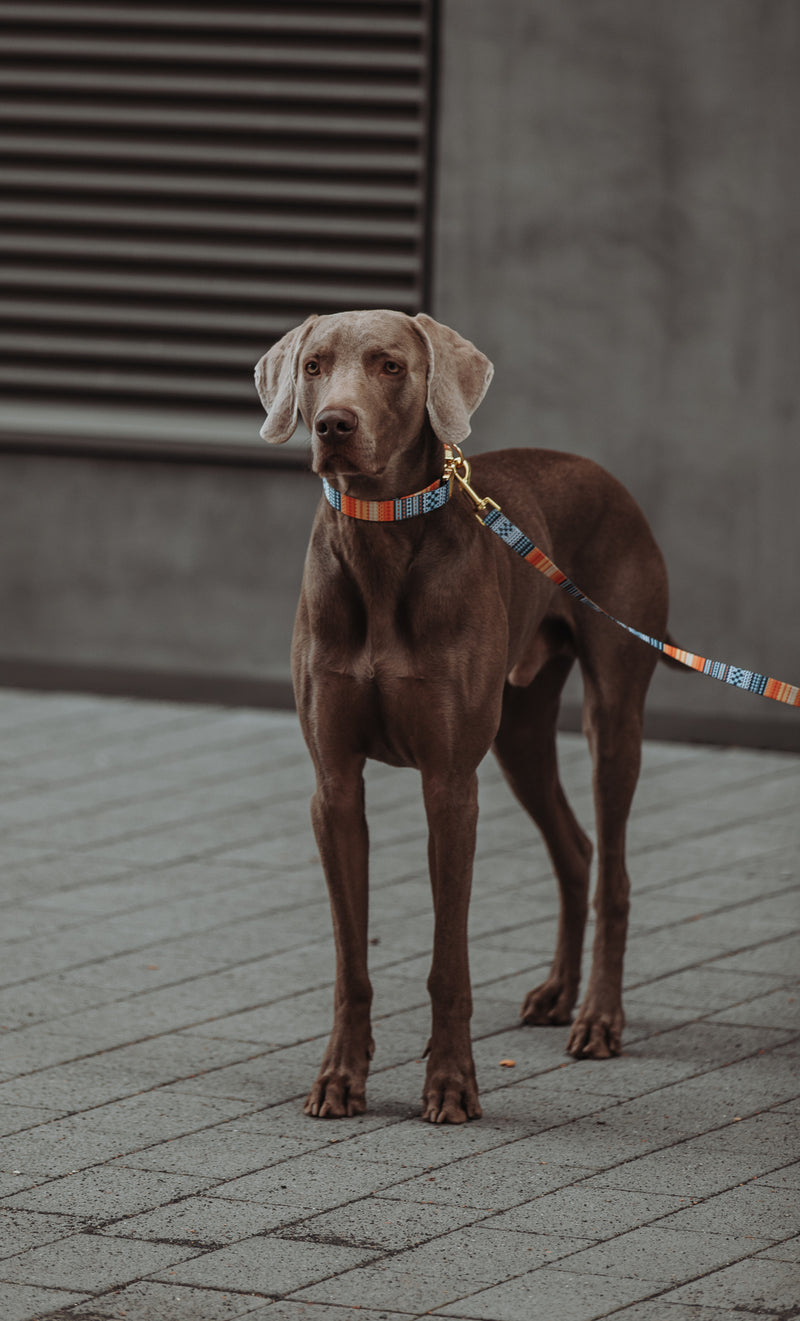 THE GOLD EDITION Set No.3 Hundehalsband und Leine