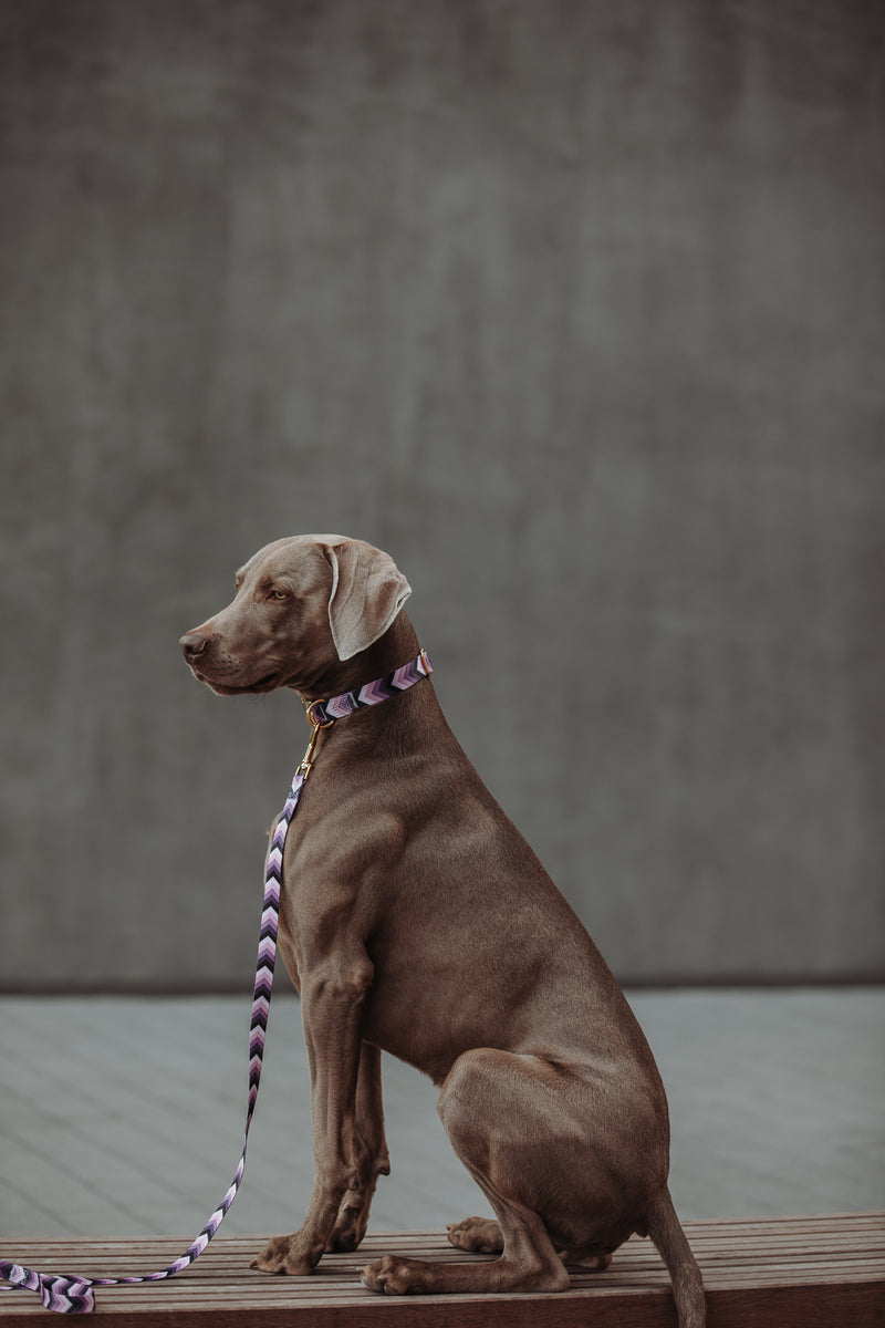 THE GOLD EDITION Hundehalsband No.2