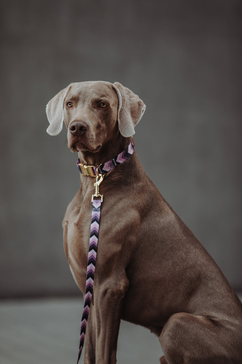 THE GOLD EDITION Hundehalsband No.2