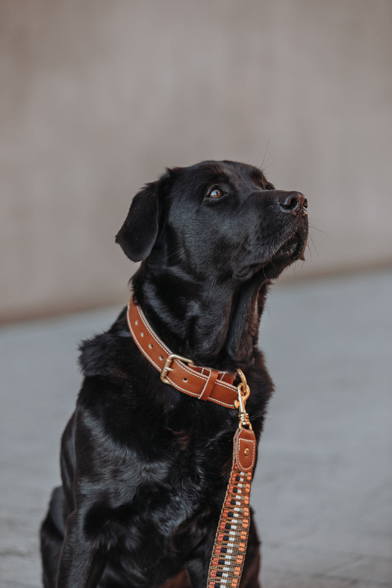 BoHo-Chic </p> Set Hundehalsband und Leine nature