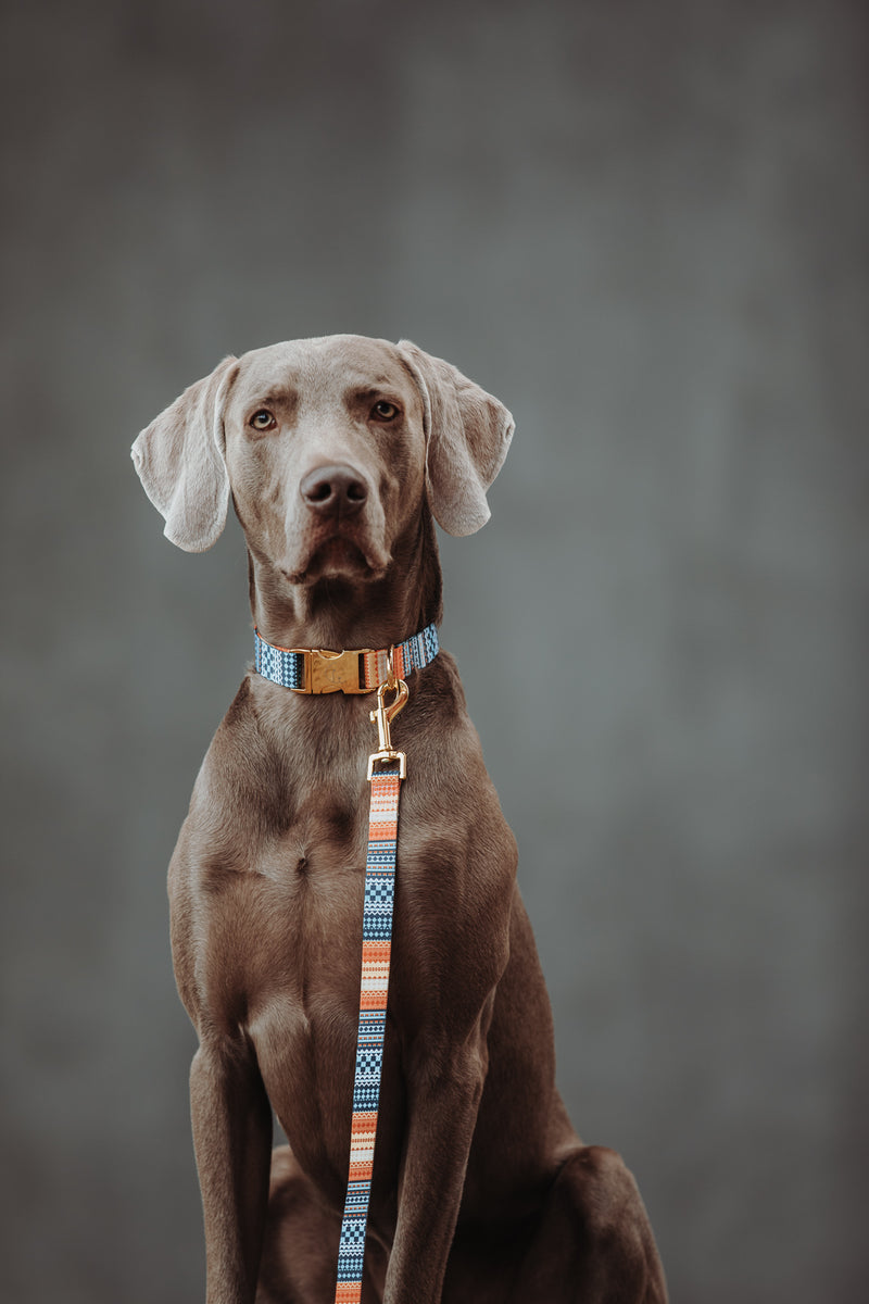 THE GOLD EDITION Hundehalsband No.3