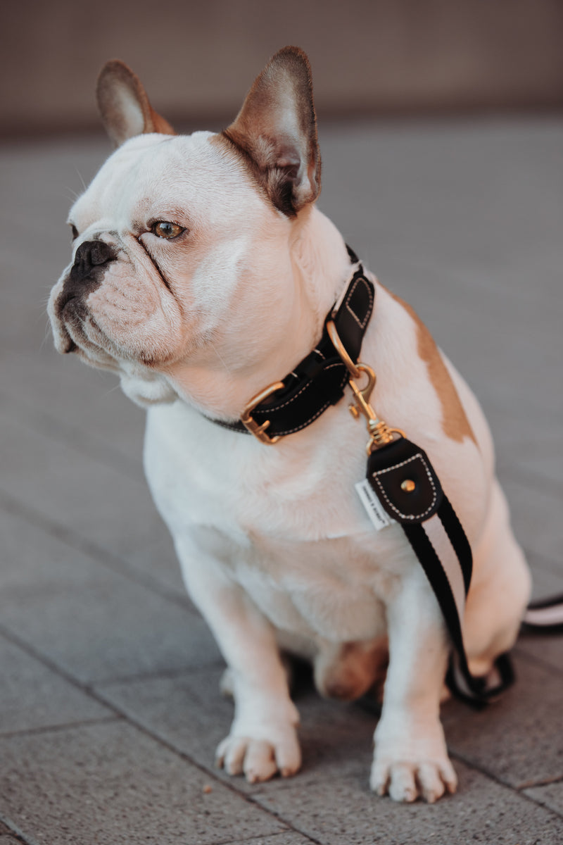 BoHo-Chic </p> Set Hundehalsband und Leine night