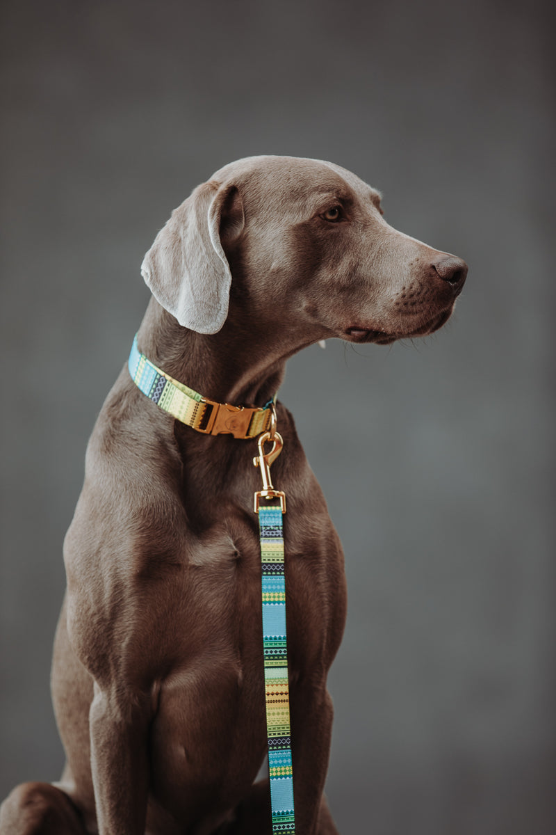THE GOLD EDITION Hundehalsband No.1