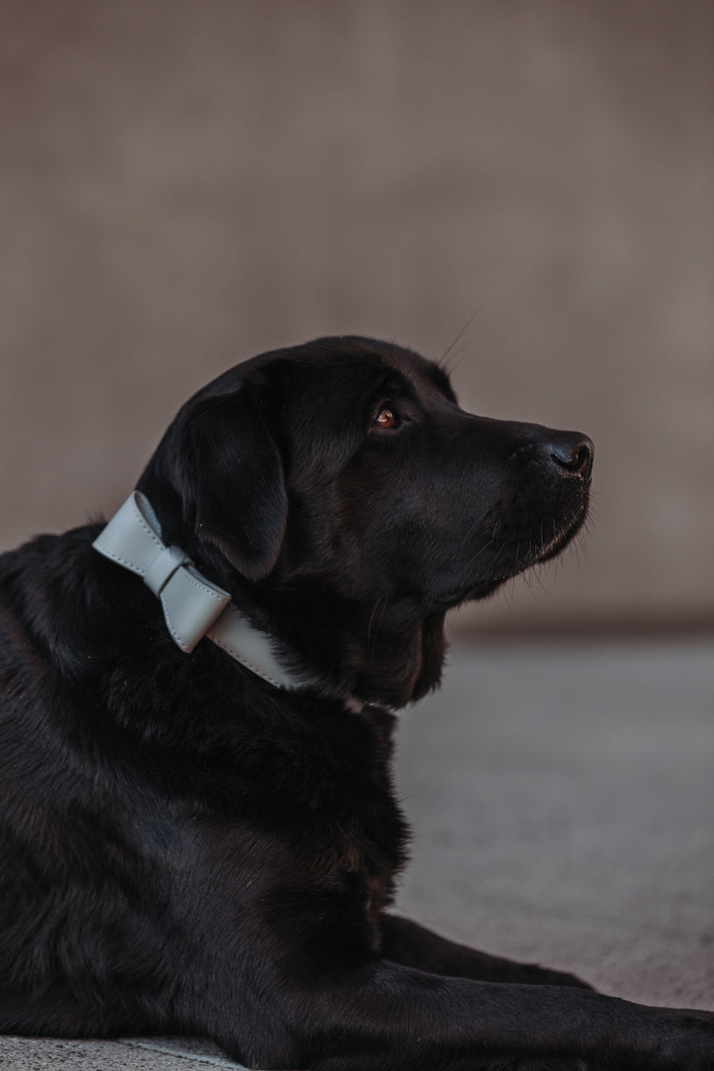 Hundehalsband aus Leder Luxury Line Set mit Schleife in grau