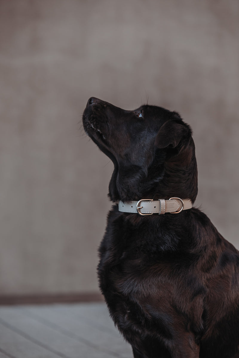 Hundehalsband aus Leder Luxury Line in grau
