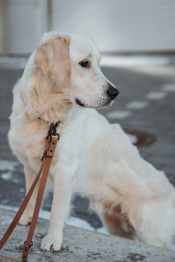 Active wear for active dogs </p> Set Hundehalsband und Leine in braun