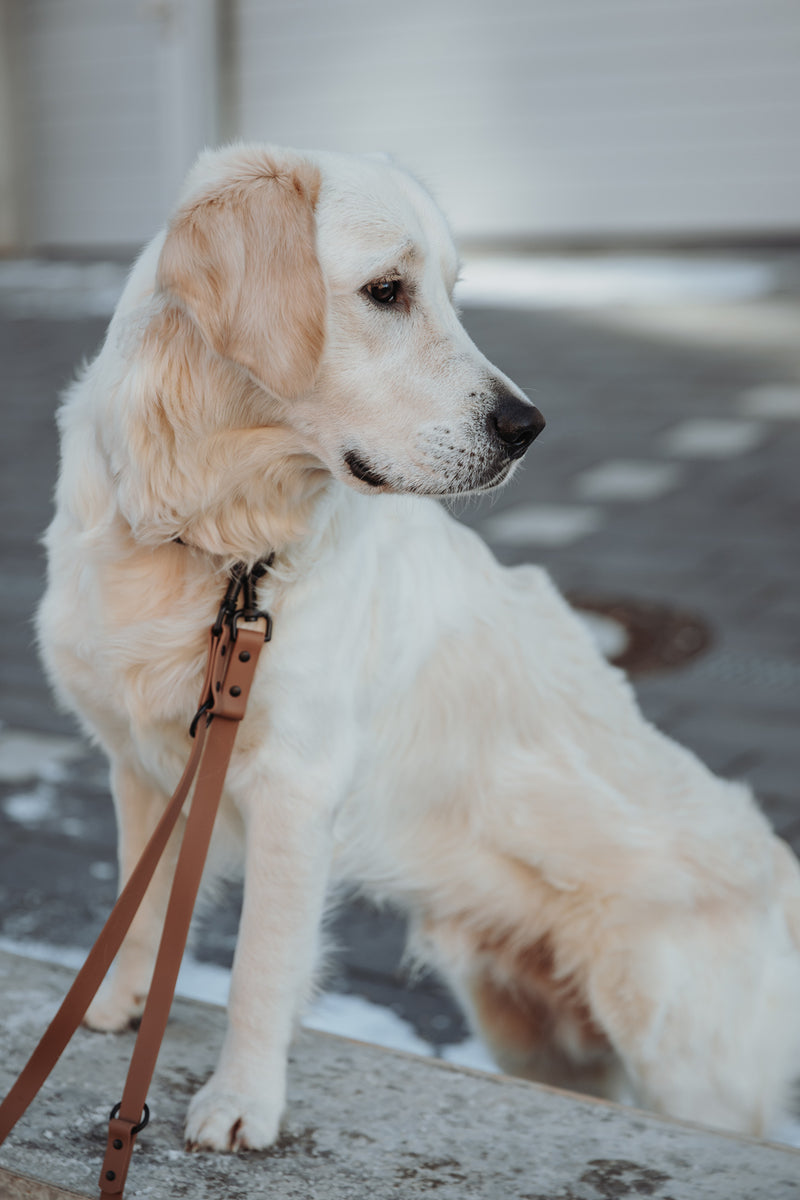 Active wear for active dogs </p> Set Hundehalsband und Leine in braun