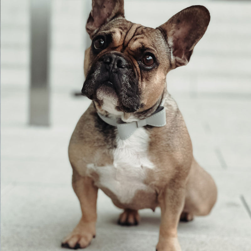 Hundehalsband aus Leder Luxury Line Set mit Schleife in grau