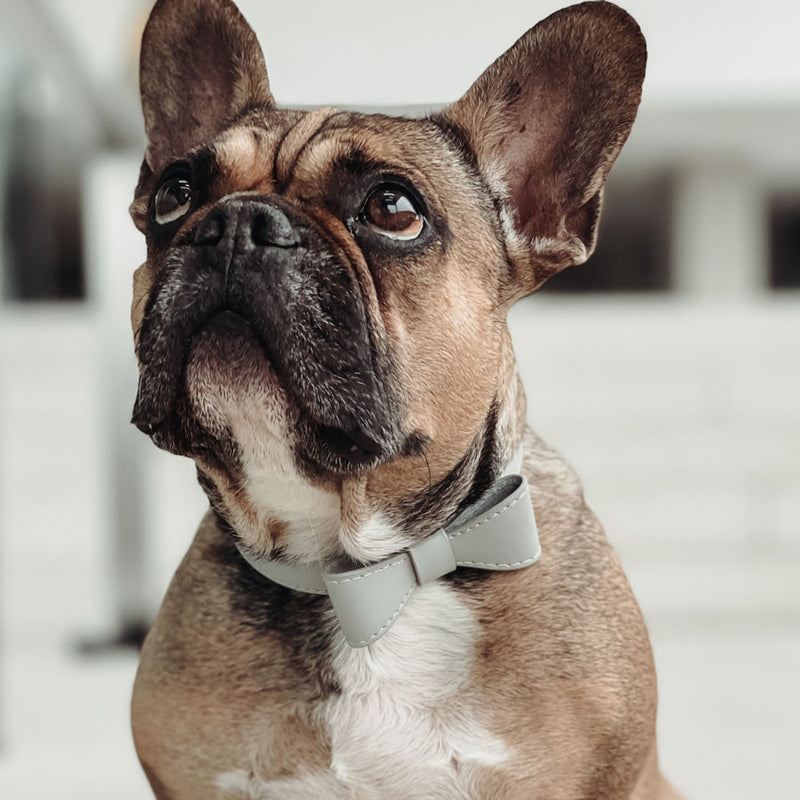 Hundehalsband aus Leder Luxury Line Set mit Schleife in grau
