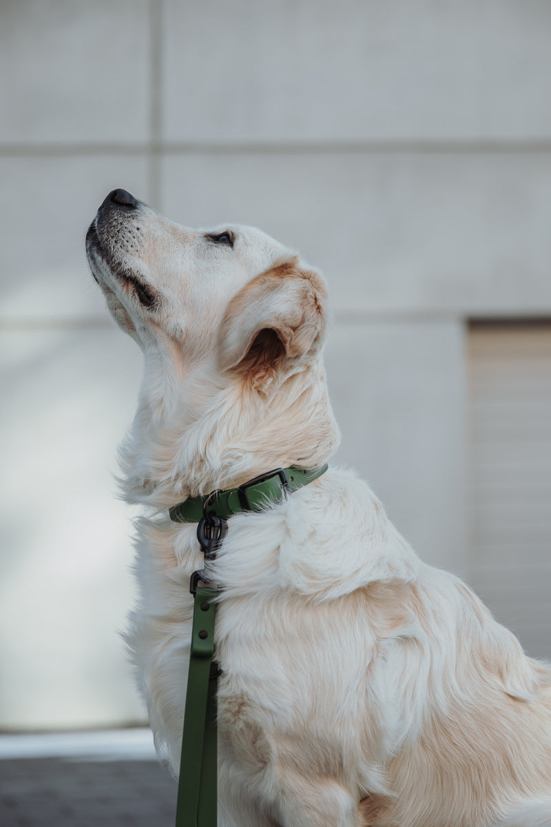 Active wear for active dogs </p> Hundehalsband in olive