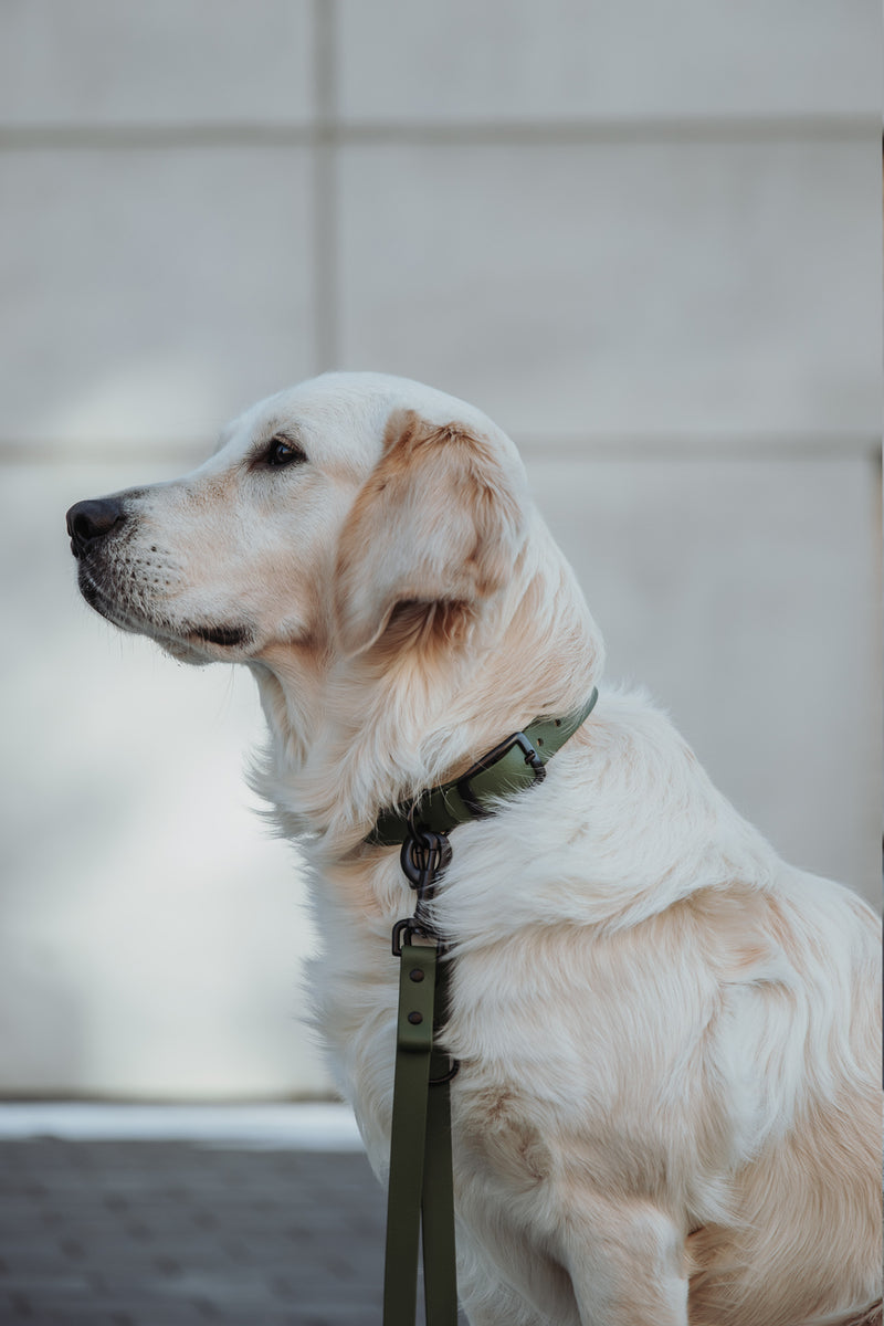 Active wear for active dogs </p> Hundehalsband in olive
