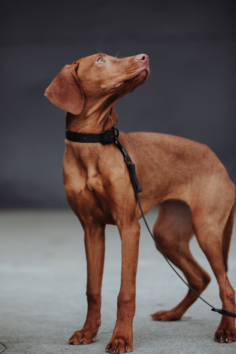 Active wear for active dogs </p> Hundehalsband in schwarz