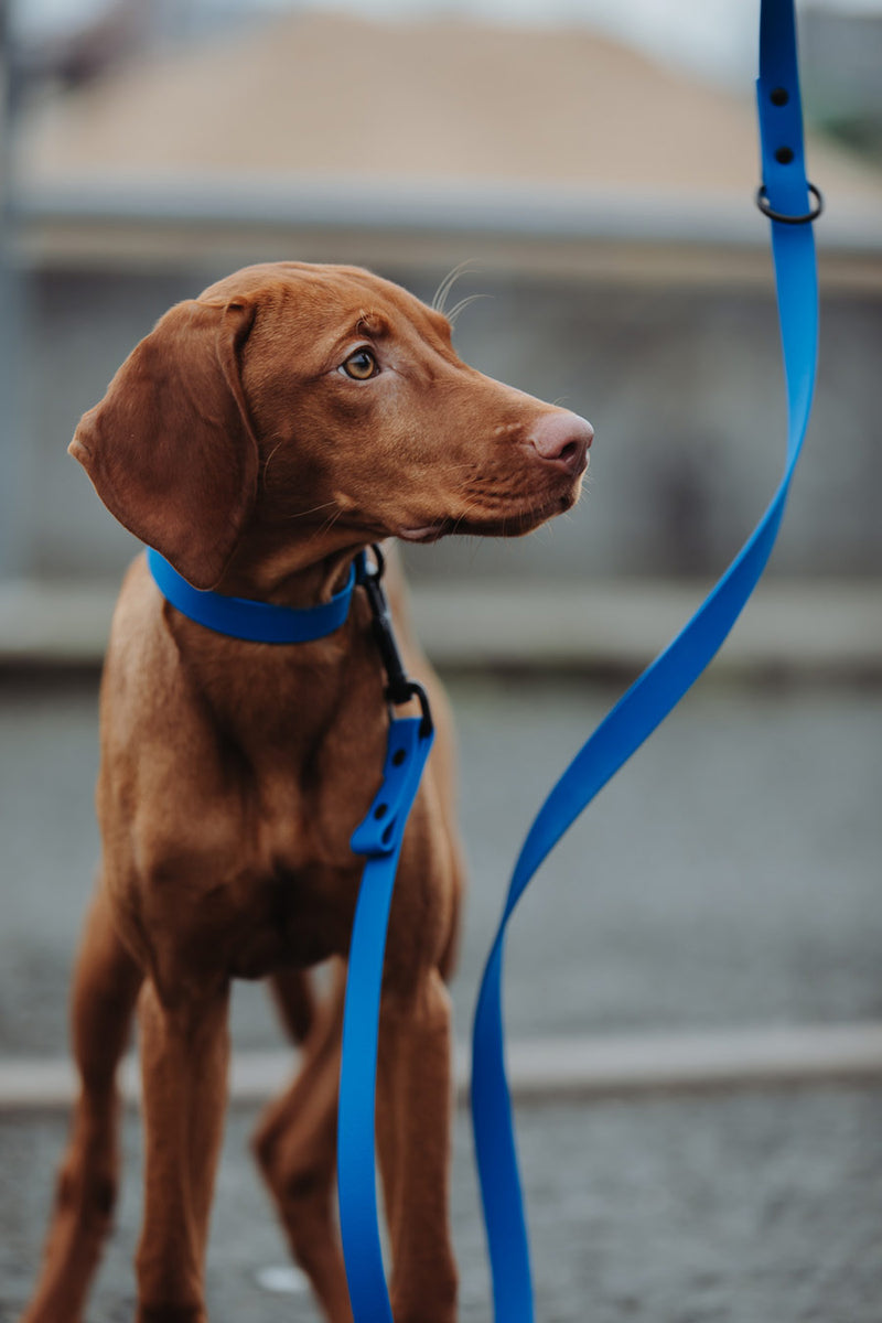 Active wear for active dogs </p> Set Hundehalsband und Leine in blau