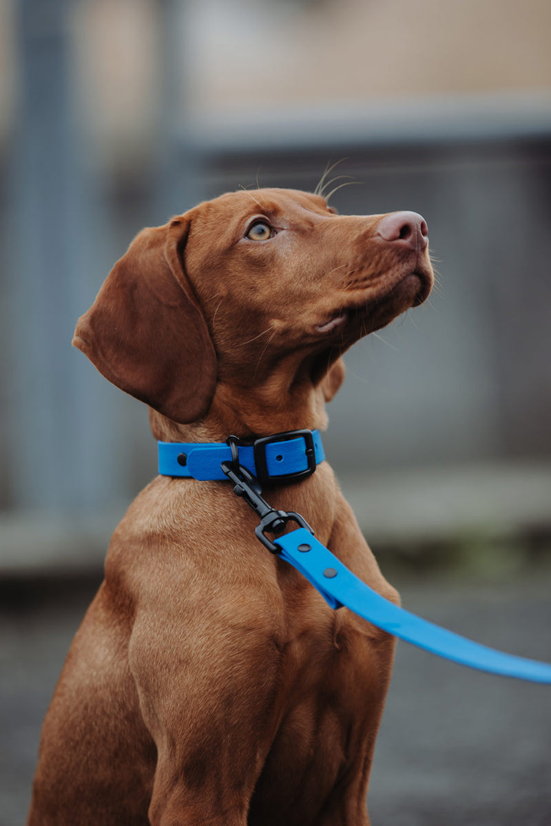 Active wear for active dogs </p> Leine in blau 2 Meter 3-fach verstellbar