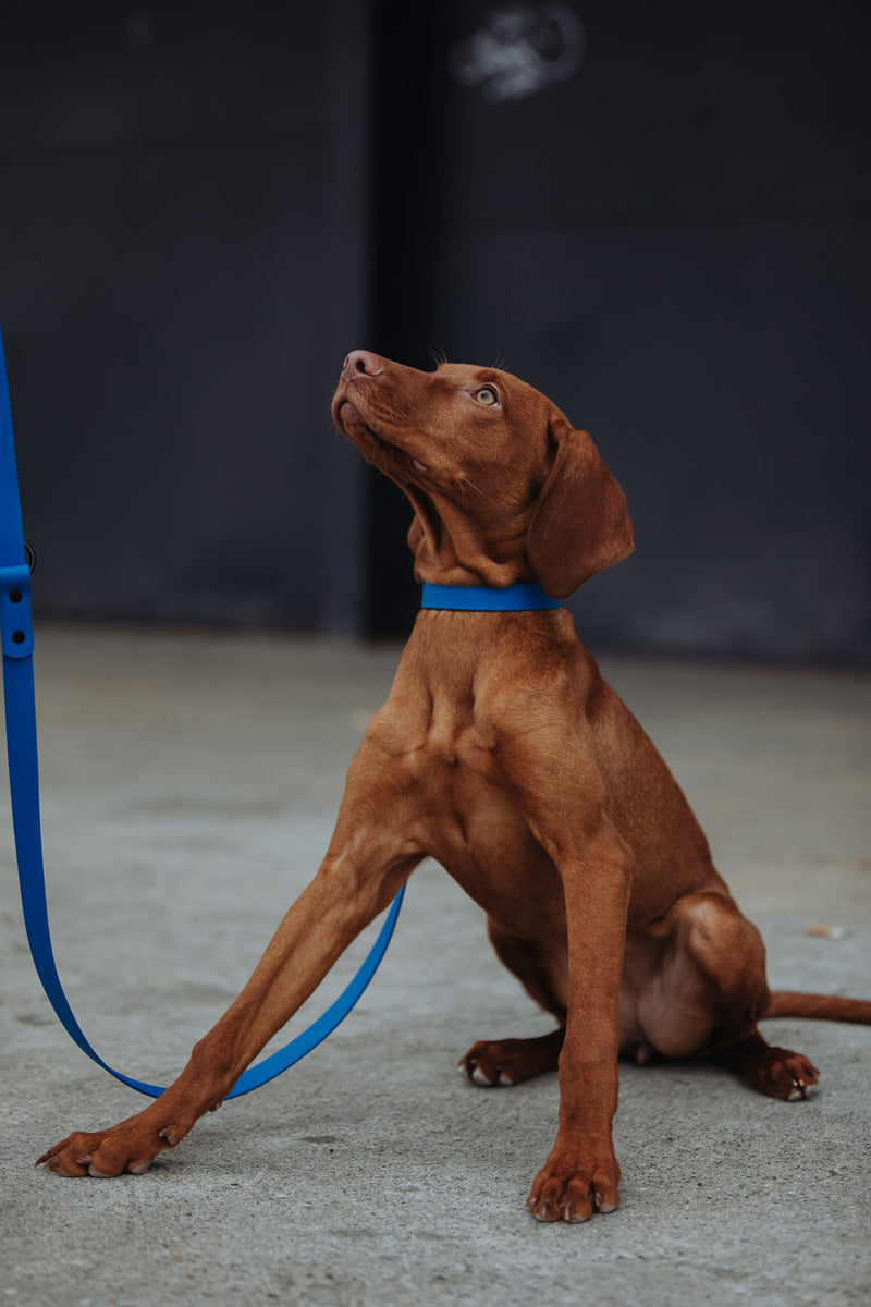Active wear for active dogs </p> Set Hundehalsband und Leine in blau