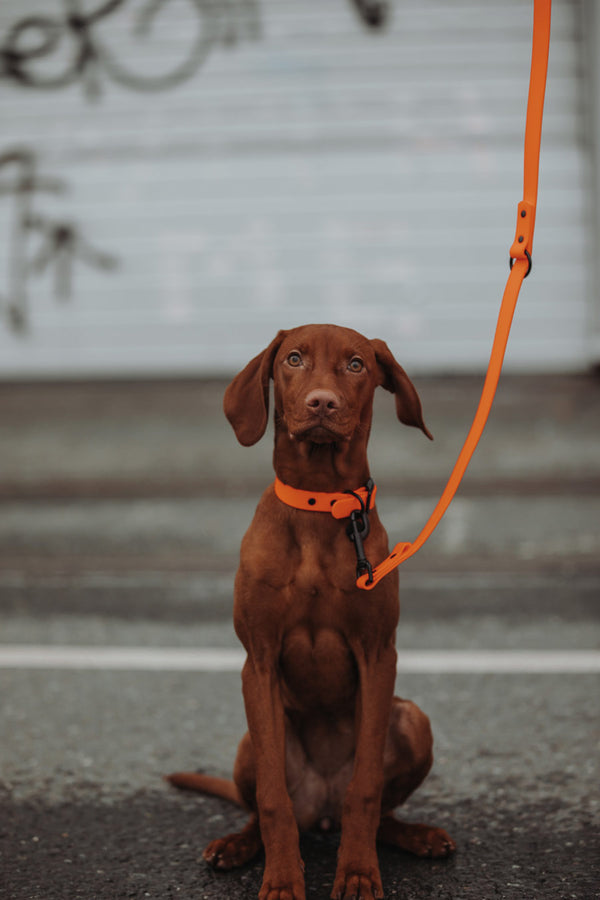 Active wear for active dogs </p> Leine in orange 2 Meter 3-fach verstellbar