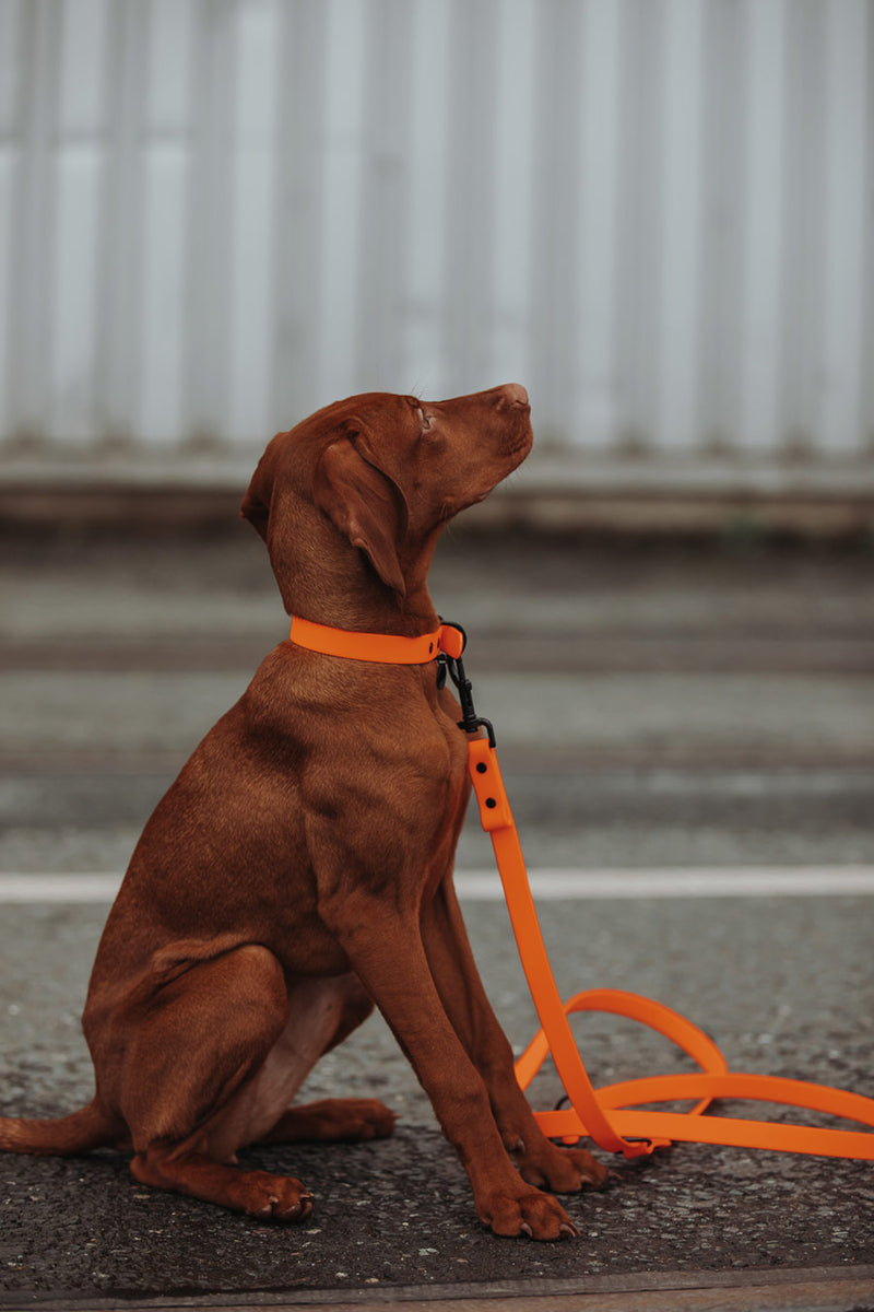 Active wear for active dogs </p> Set Hundehalsband und Leine in orange