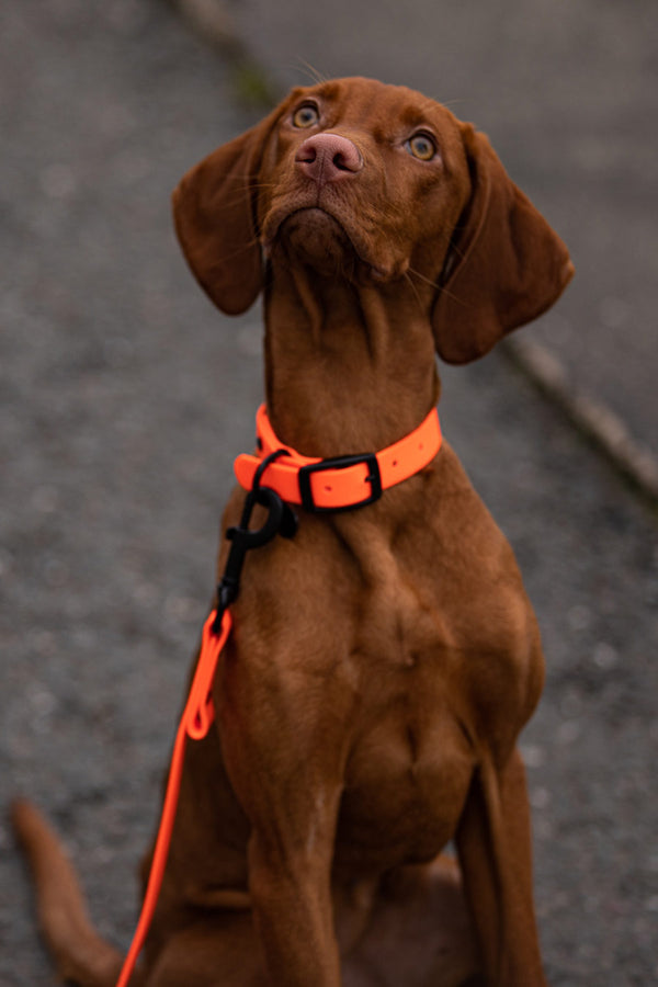 Active wear for active dogs </p> Hundehalsband in orange