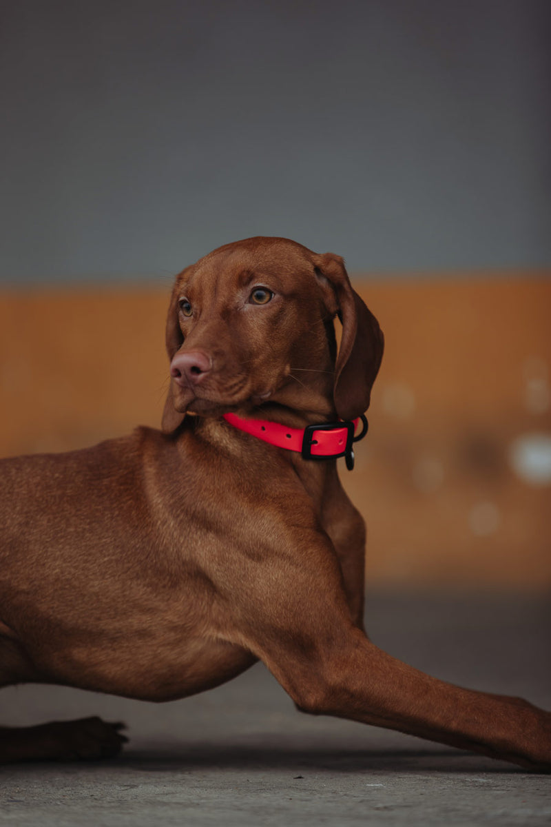 Active wear for active dogs </p> Hundehalsband in pink