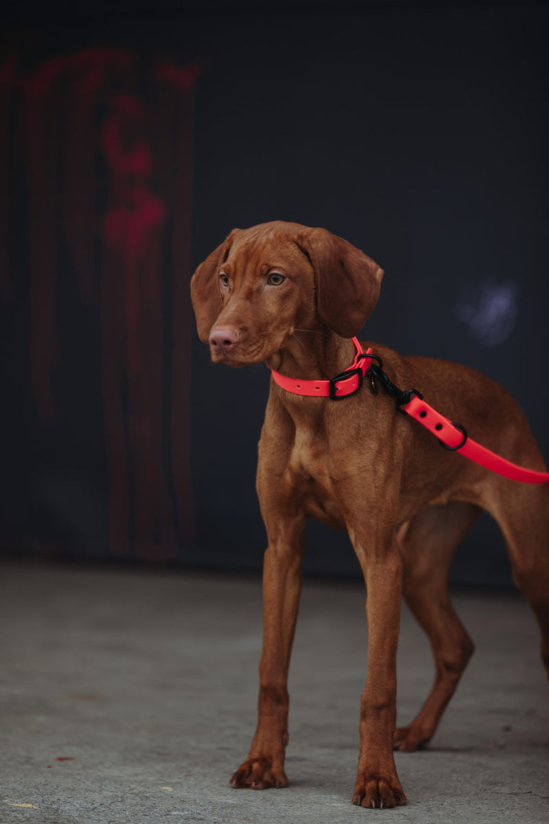 Active wear for active dogs </p> Hundehalsband in pink