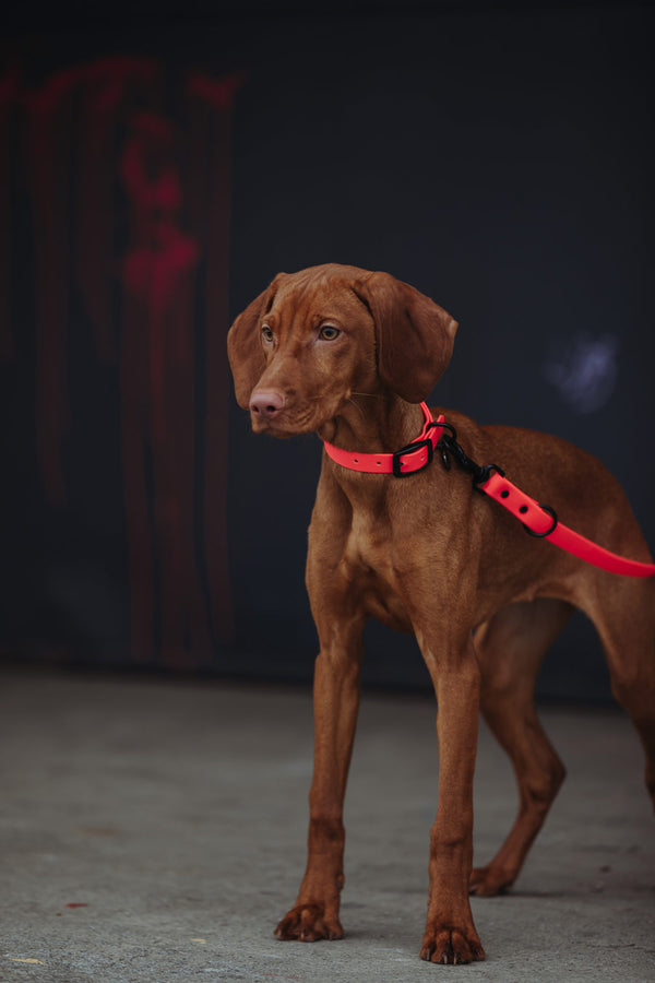 Active wear for active dogs </p> Set Hundehalsband und Leine in pink