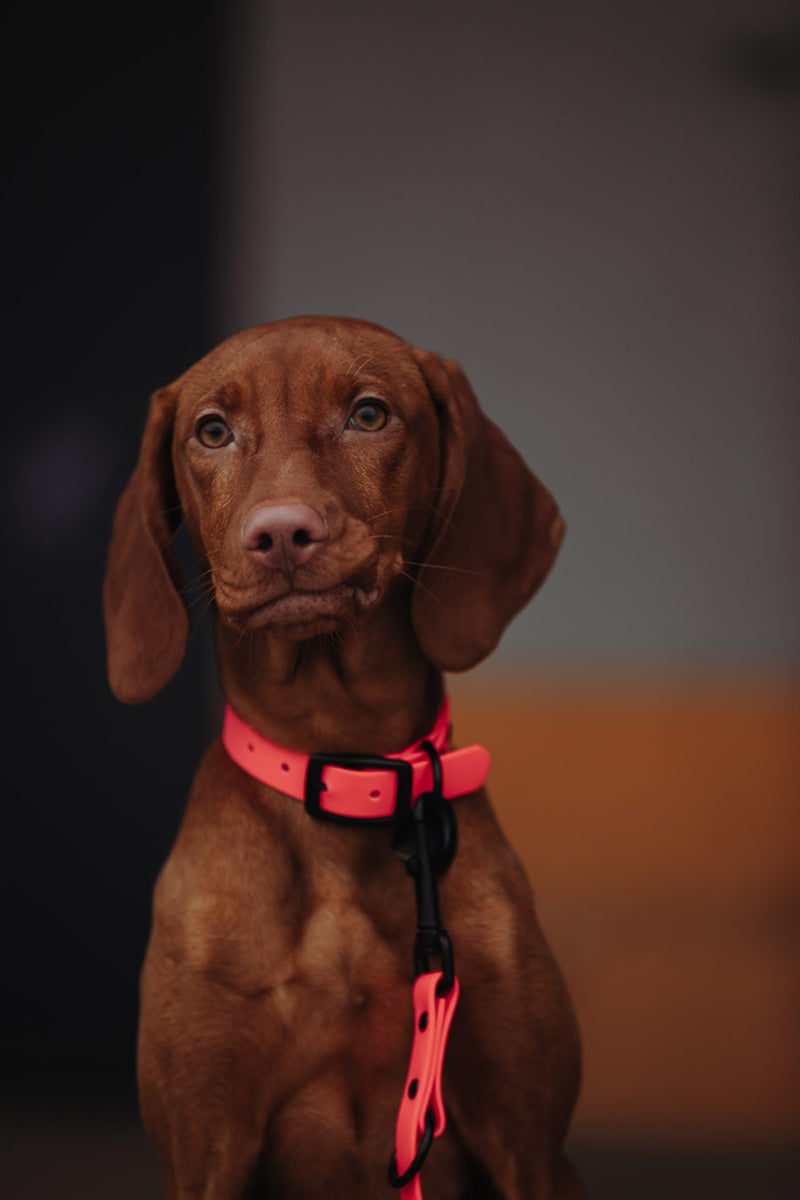 Active wear for active dogs </p> Hundehalsband in pink