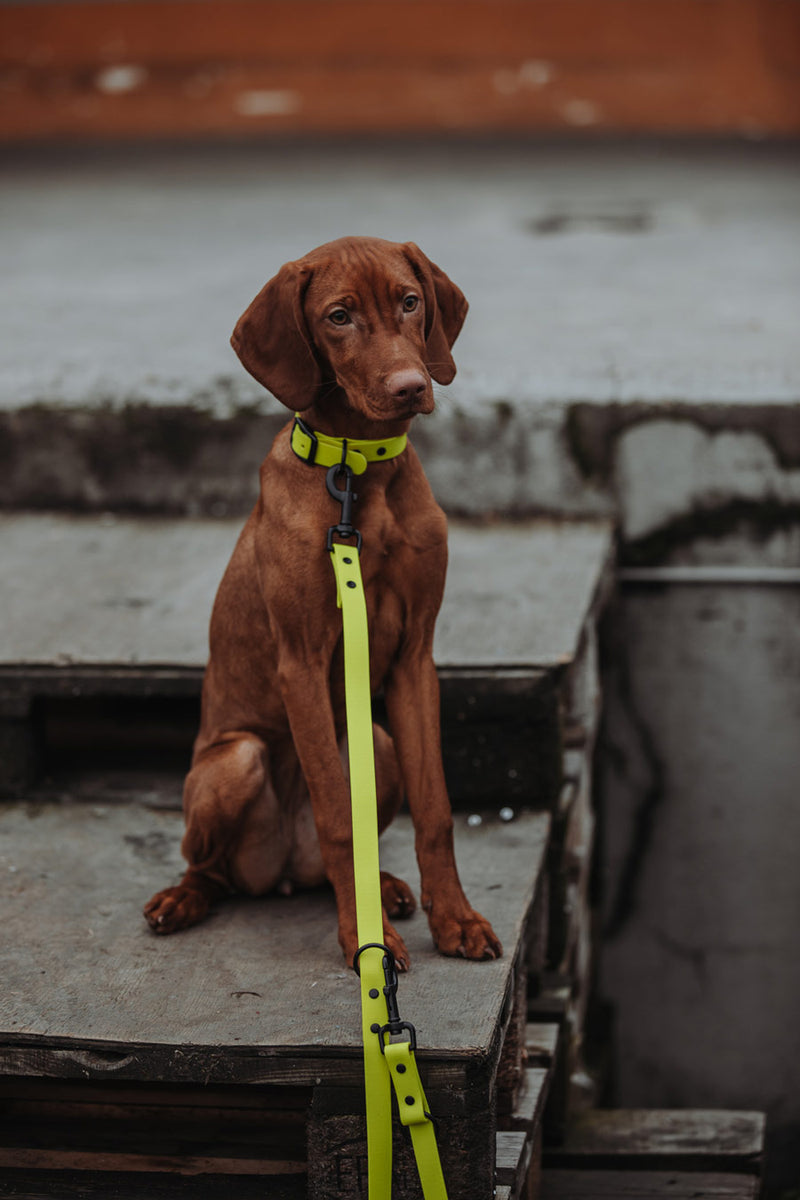 Active wear for active dogs </p> Set Hundehalsband und Leine in gelb