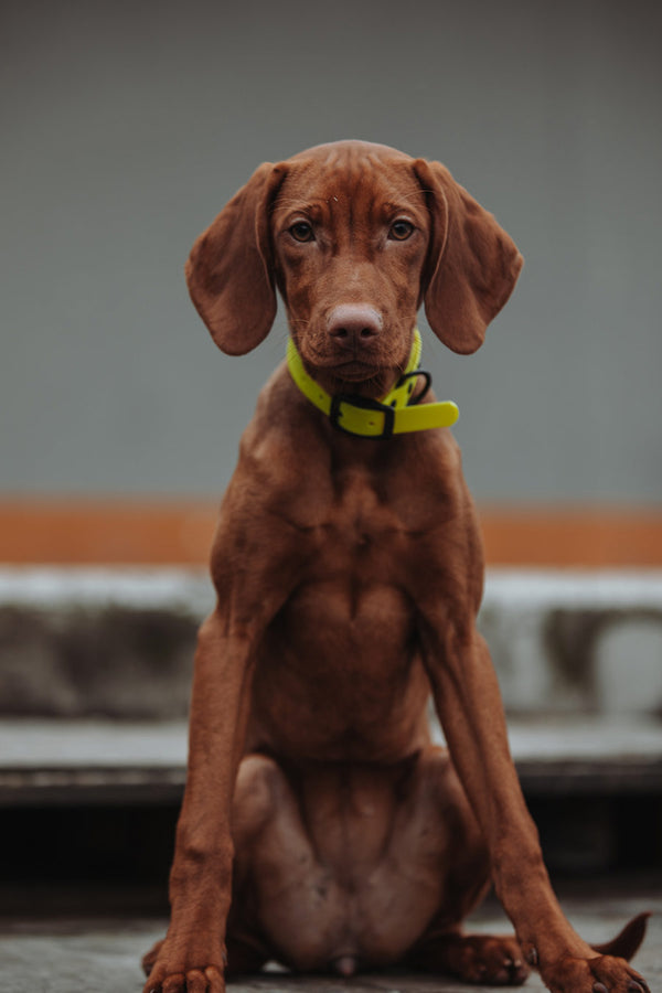 Active wear for active dogs </p> Hundehalsband in gelb