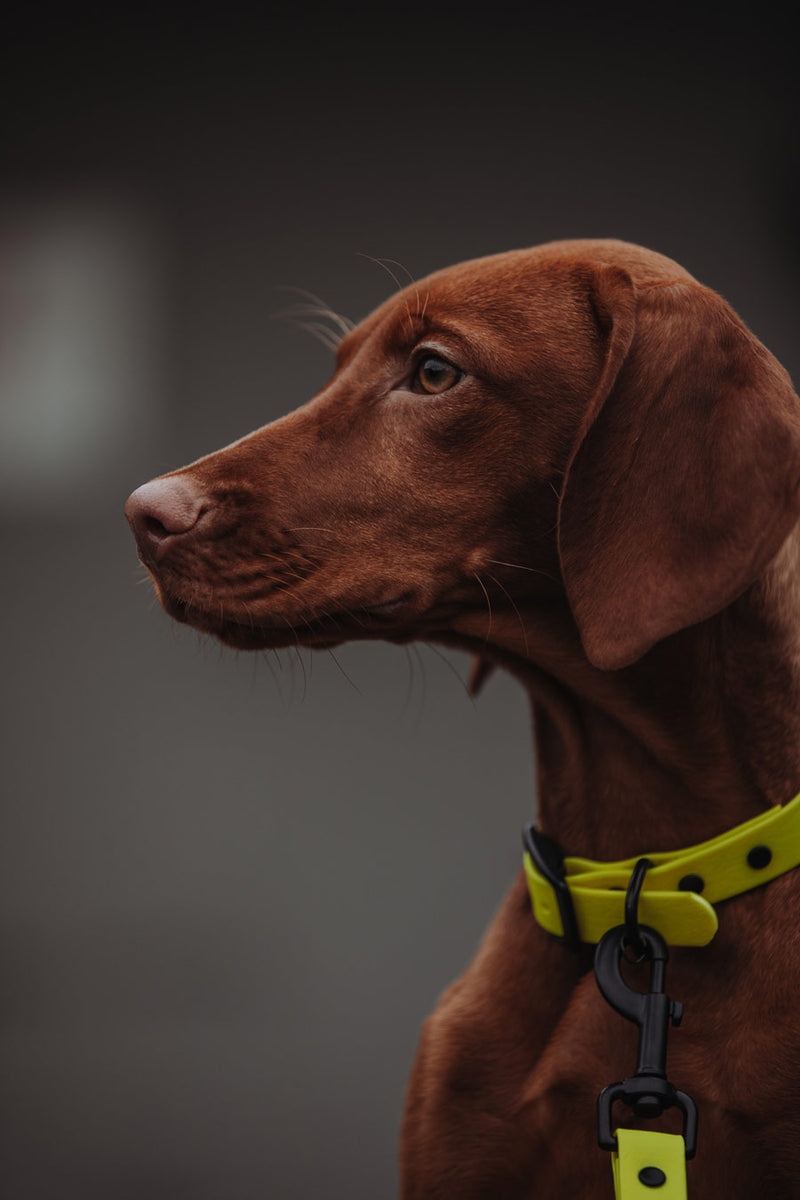 Active wear for active dogs </p> Leine in gelb 2 Meter 3-fach verstellbar