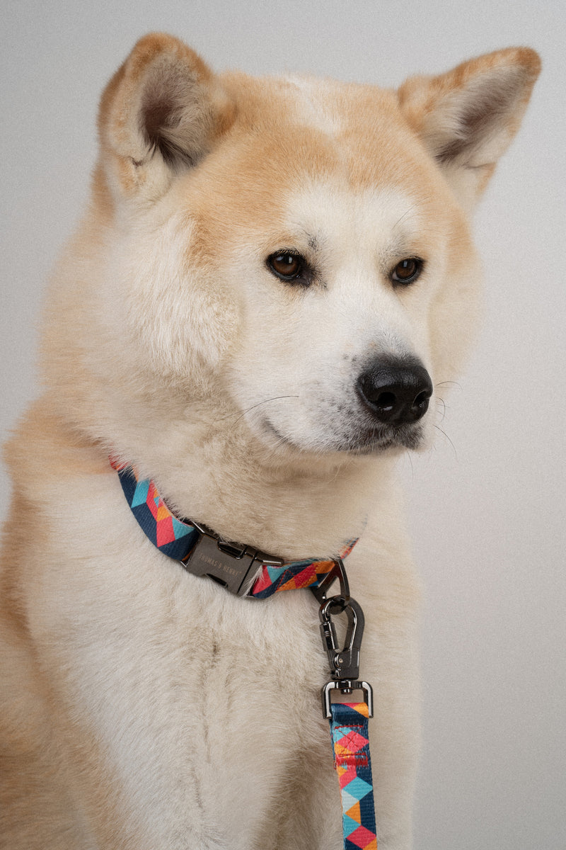 Mosaik Set Hundehalsband und Leine