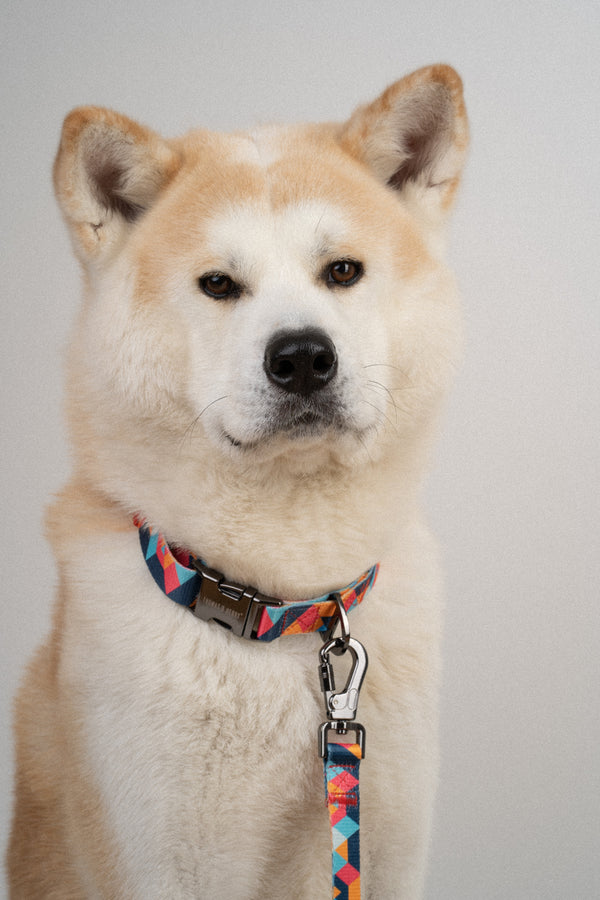 Hundehalsband Mosaik